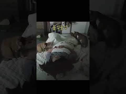 새벽 5시, 집사가 잘때 모이는 고양이 비밀모임 #shorts