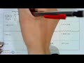 Adding and Subtracting Integers and Decimals Explained