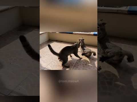 cats fighting🤪🤯 #youtubememes #favoritememes #funnymemes #lastmeme #meme #memerevolution