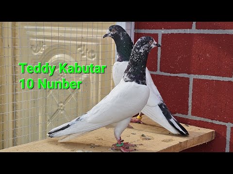 Teddy Kabootar | Ch Sakhi Bhatti Bloodline 10# Young Teddy Pair | #kabutar
