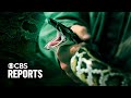 Burmese Python Invasion: Impacts on Ecosystems