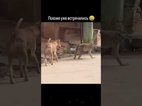 Весна пришла 😂😂 #reels #прикол #юмор #funny #мем #shorts