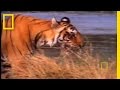 Tiger Conservation and Photography