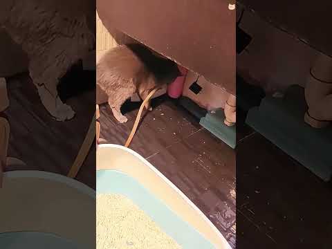 Cats are very helpful to people 🐱😂#funny #haha #catvideos #animals