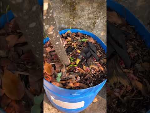 കറി വേപ്പ്  ഒരു കുട്ടിമരം പോലെ വളർത്താം😍 #ytshorts #curryleaves #vegetablegarden