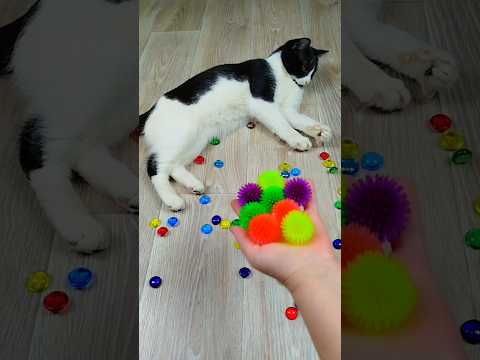 Cat Vasj Marbles 🌈❤ Reverse video #marblerunandmore #cat #reverse