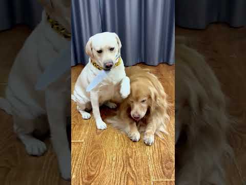 狗子:让我哥用这个能更真实一点Doggo: Let my bro use this. It’ll make things way more realistic!#搞笑汪驾到#萌寵#寵物#搞笑#拉布拉多