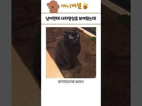 심쿵사 가능한 귀여운 동물 모음 41탄