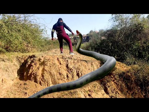 Anaconda Snake Chase In Jungle Video HD