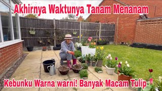 Akhirnya waktunya Berkebun! Tanam Sayur,Bunga & Buah! Alhamdulilah Banyak Tulip mulai Blooming 🌷