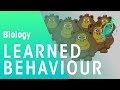 Animal Behavior and Learning Concepts