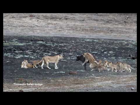 教小獅子抓水牛Watch how Lion Cubs take on their first Buffalo! - YouTube(3分58秒)