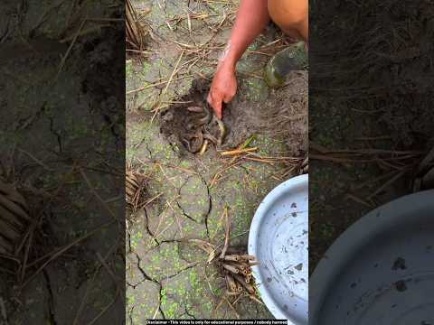 Fish farming techniques 😯 #shortsviral