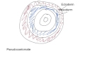 Body Plans and Germ Layers