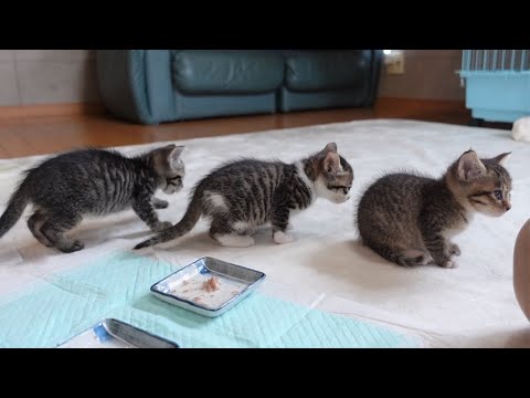 ミルクの順番待ちをする子猫達