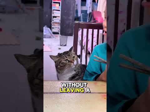 Kitten's Heartbroken Moment 🍜💔 #shortvideo