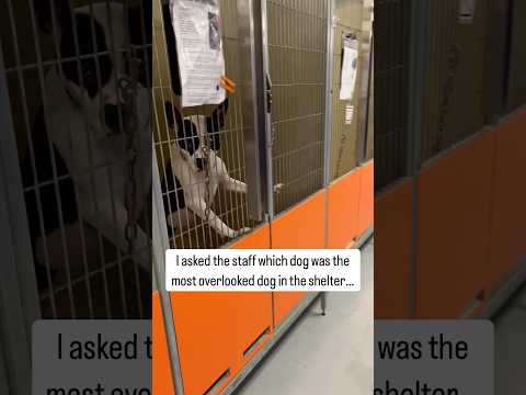 I asked the staff which dog was the most overlooked dog in the shelter…