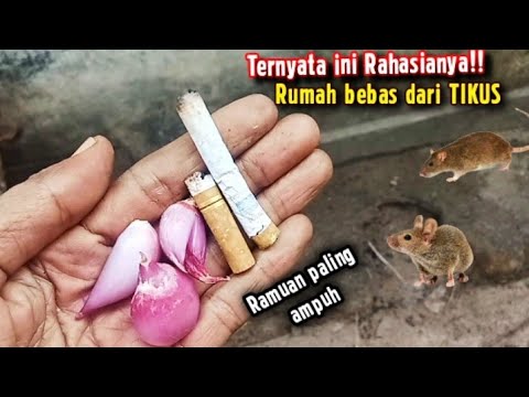 RESEP ASLI TERMURAH!! RAMUAN AMPUH PENGUSIR TIKUS, SELAMANYA RUMAH dan TANAMAN BEBAS DARI Tikus