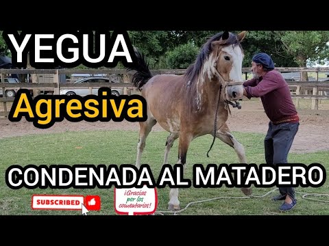 YEGUA RECEPTORA 12 AÑOS INMANEJABLE CUESTION DE VIDA O MUERTE