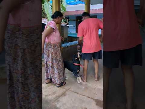Resolving dog fight #dogshorts #dogfight