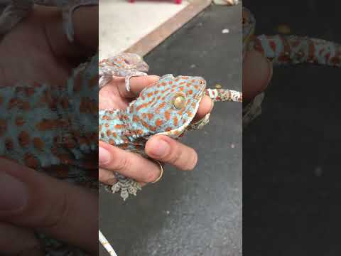 Con tắc kè khủng, tắc kè to #gecko #bebek #tokek #tắc_kè #kucinglucu #kucing #sapi #cucutv #ondel