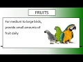 Bird Care and Nutrition Essentials
