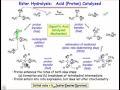 Ester Hydrolysis Reaction Mechanisms
