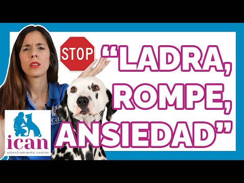 ¡No dejes que la ANSIEDAD POR SEPARACIÓN ARRUINE la vida de tu PERRO!