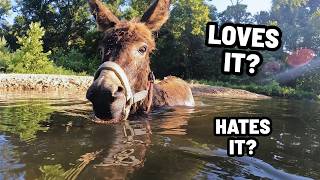 We Have NEVER Done This! - Our Donkey Goes SWIMMING!