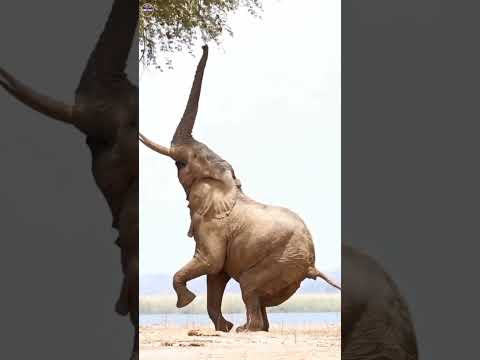 Amazing Elephant Facts/🐘 #viral #facts #randomfacts