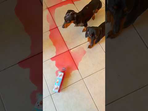 El desastre de los Salchichas 😱🌭🐶 #perrosalchicha