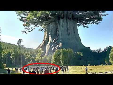 If These Trees Were Not Filmed, No One Would Believe It