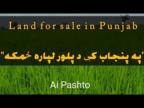 Land for sale in Punjab | په پنجاب کې د پلور لپاره ځمکه"