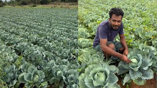 കർണാടകയിൽ മലയാളിയുടെ കാബ്ബജ് കൃഷി  #farming #agriculture