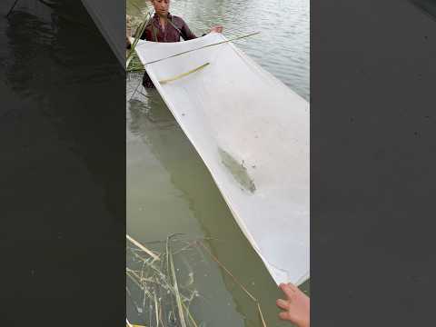#viralvideo #fish #farming #fishingtips #fishcatching