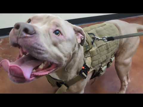 Pitbull Goes To Vet His Skin Just Keeps Getting Worse! 😞