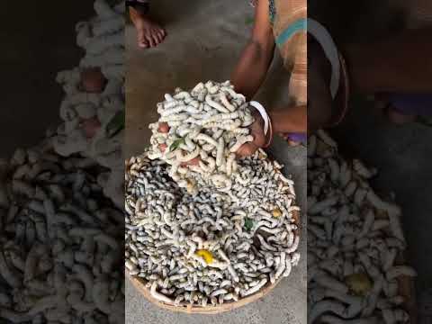 💥பட்டு சட்டை இதுல இருந்துதான் தயாரிக்கறாங்களா⁉️😱 | Silk Yarn Making #silk #yarn #making #shorts