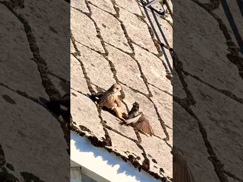 Tiny Bird’s Epic Escape From Falcon’s Deadly Grip #falcon #birds #attack #shorts