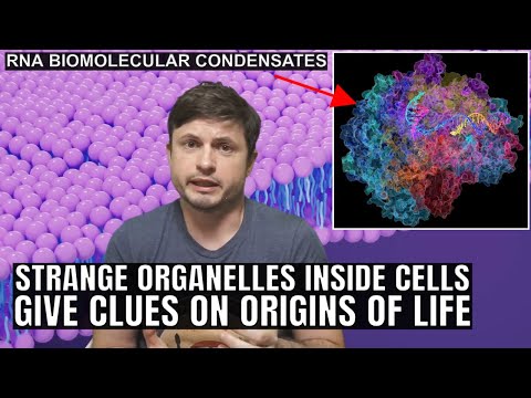 Strange Molecular Structures Inside Our Cells Hint at Origins of Life