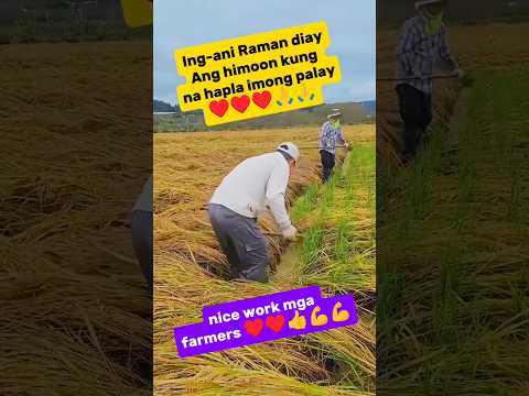 GANITO PALA ANG GAWIN PAG NATUMBA ANG PALAYO 🙏🙏👍♥️❤️#youtubeshorts #farmers