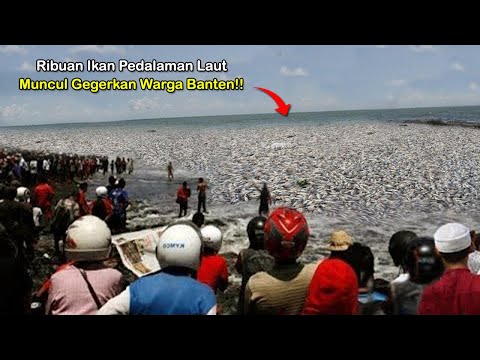 Warga Banten Heboh! Ribuan Ikan Pedalaman Laut Memunculkan Diri ke Daratan!