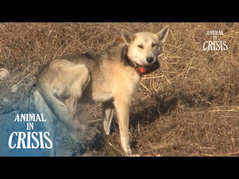Missing Hunting Dog Found Leg Injured And Given Birth l Animal in Crisis