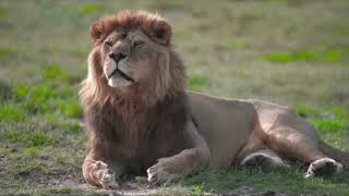Lion Attack Man in Forest Lion AttackHunter Lion Attack Stories Part4