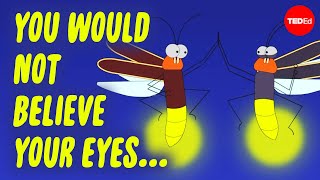 Mood lighting, mating, and murder: The scintillating lives of fireflies - Emily A. Geest