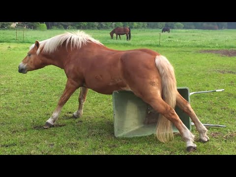 Animal That Has an Incredible Brain That SHOCKED Every Human 😮
