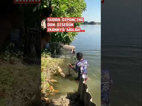 Ikan terlalu besar sulit untuk ditangkap #fishing #mancing