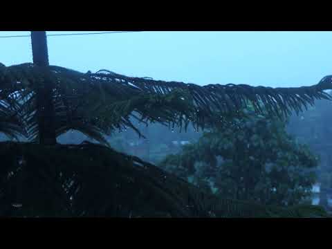 Thunderstorm in Pine Forest | Relaxing Sounds for Sleep, Insomnia, Study
