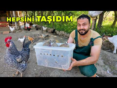 🛠️ YENİ PROJE 🎯 - Keklikleri ve Bıldırcınları Yeni Kafeslerine Taşıdım - Gezen Tavuk Çiftlik İşleri