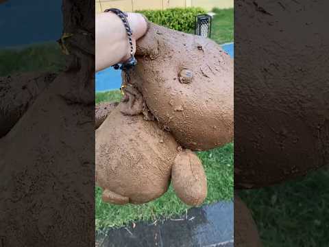 ¡El Oso de Peluche Perdido y Recuperado 🧸😘 #shorts