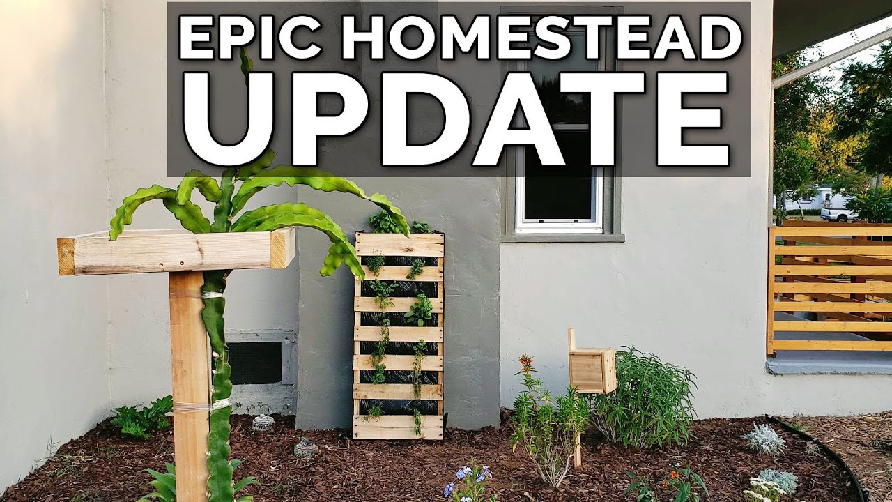 Epic Urban Homestead Tour 1 Month Update